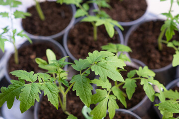 Growth of tomato seedlings in plastic glasses on a windowsill. Witness the emergence of delicate green leaves as the plants thrive indoors during spring