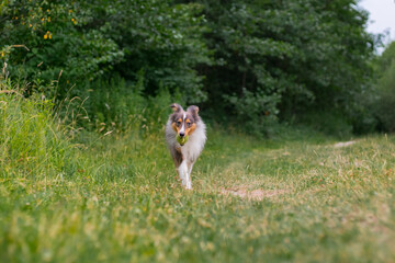 Cute fluffy gray tricolor dog shetland sheepdog. Happy active sheltie is running and playing with...