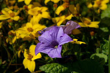 close up of a purple Geranium flower on a Background of  yellow daisies