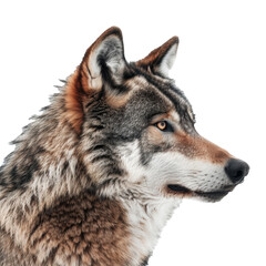 Fototapeta premium PNG Image of A wolf