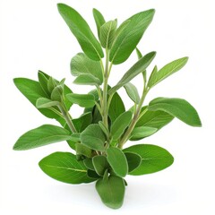 Fototapeta premium Vibrant Sage Plant with Aromatic Leaves Isolated on White Background