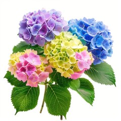 Colorful Vibrant Hydrangea Plant in High Definition, Isolated on White Background