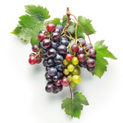 Fototapeta premium Bountiful Harvest: Realistic Grapevine with Ripe Grapes on White Background