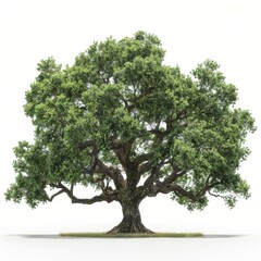 Majestic Oak Tree with Extensive Branches on a White Background
