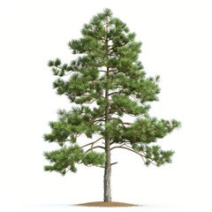 Majestic Pine Tree with Detailed Needles on White Background