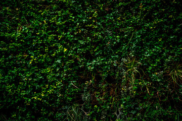 Dunkelgrüne Hecke mit vielen Blättern 