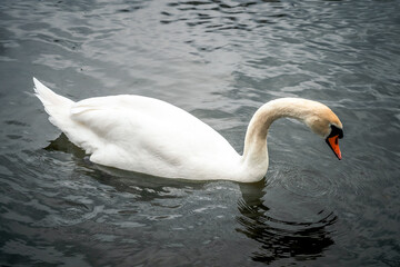 Nahaufnahme von einem Schwan im Wasser 