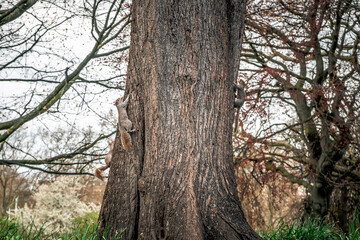 Fototapeta premium Eichhörnchen kletternd an einem Baum 