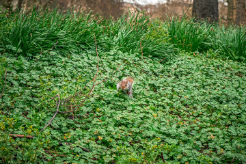 Eichhörnchen auf einer grünen Wiese 
