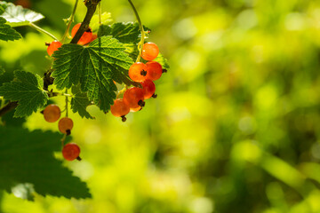 red currant on a branch
