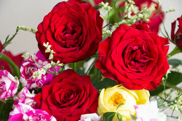 カラフルな薔薇