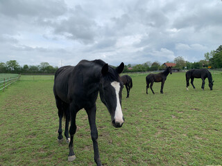 A photograph of a field with several horses. The primary horse in the foreground is dark brown with a white stripe down its face, standing on a grassy area under a cloudy sky.
