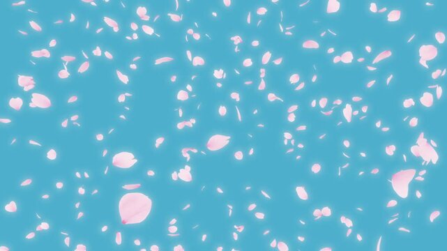 Cherry Blossom Burst on Pastel Background. Cherry blossom burst and all fall from the scene.