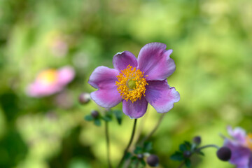 Obraz premium Japanese anemone Prinz Heinrich flower