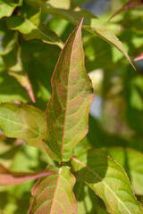 Bush Honeysuckle Kodiak Orange leaves