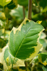 Tulip tree Snow Bird leaves