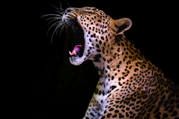 Portrait of Jaguar
