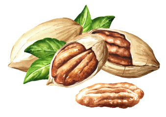 Pecan nuts with leaves,  Hand drawn painted watercolor illustration, isolated on white background