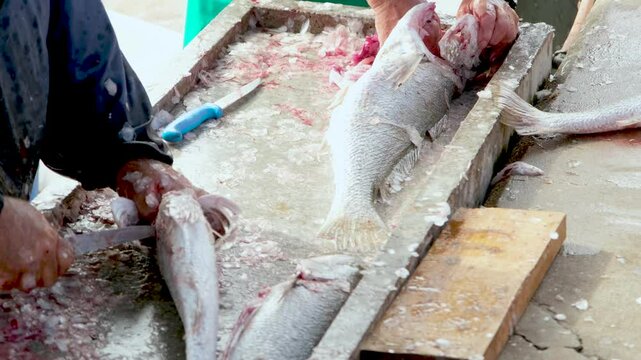 Mulloway fish being gutted and scaled at wet market of harbour