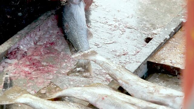 Fishmonger descaling a kob at fish market of harbour, close-up
