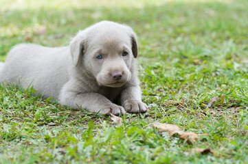 Liegender Labrador Welpe im Gras