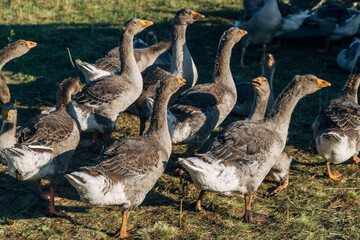 Domestic gray geese on a meadow. Gray Geese in the grass, domestic bird, flock of geese
