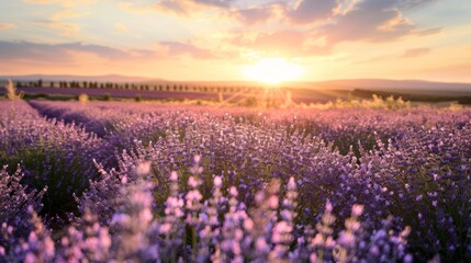Naklejka premium Lavender field in the summer 