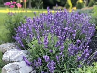 Obraz premium Lavender in the garden during summer