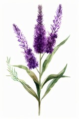 Fototapeta premium Purple Liatris Blazing Star flower and green leaves watercolor painting on a white background
