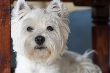 Porträt eines West Highland White Terrier