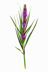 Purple flower with green leaves on a white background.