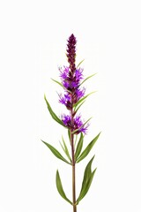 Naklejka premium A single stalk of purple wildflowers with green leaves against a white background. Liatris Blazing Star flower.