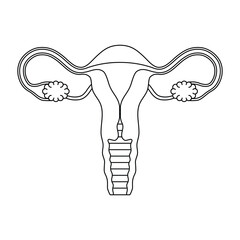 Human anatomy Female reproductive system in line style, female reproductive organs. Organs location scheme uterus, cervix, ovary, fallopian tube icon. Vector illustration.