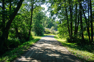 A path through the forest