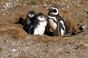Obraz premium Two young and one adult Magellanic penguins at the nest in Magdalena Island, Punta Arenas, Chile. 