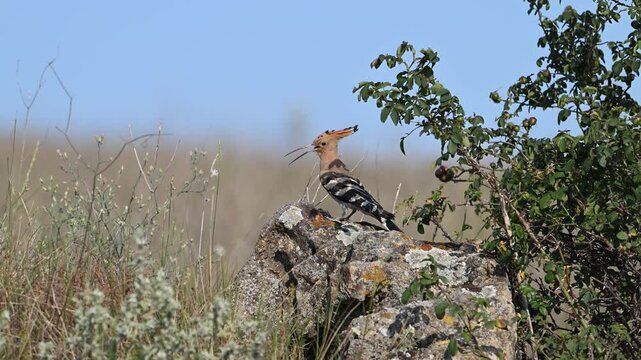 Beautiful hoopoe, Eurasian hoopoe Upupa epops in the wild. Slow motion. A bird chases another bird off a rock.
