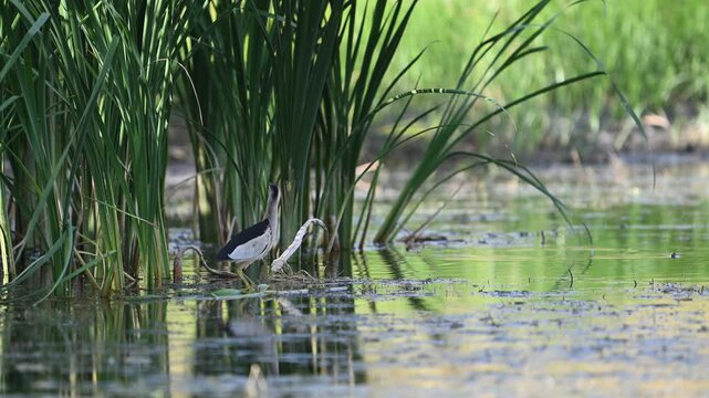 Bird little bittern, Ixobrychus minutus. Slow motion. The bird flies away.