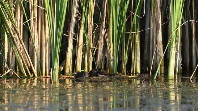 Little grebe Tachybaptus ruficollis Slow motion.
