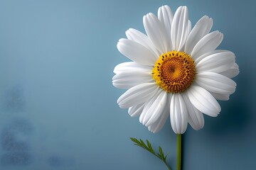 Close-Up of a Daisy Flower on a Blue Background for Nature-Themed Designs, Posters, and Prints