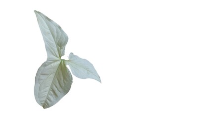 Syngonium Albo variegated leaf close up in isolated white background. White Variegation leaf. Syngonium Albo Variegata