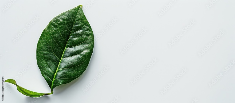 Leinwandbilder Copy space image of a fragrant leaf on a clean white backdrop