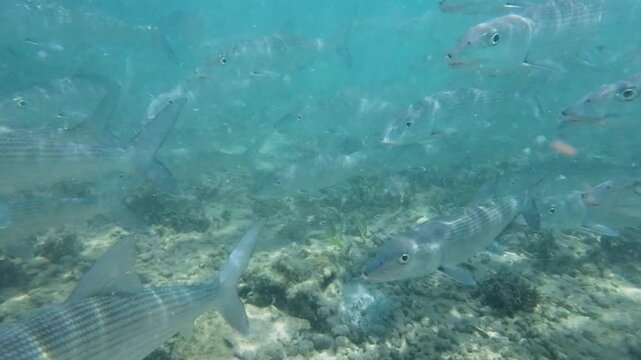 A school of bonefish swims and feeds in the clear blue waters of a coral reef, underwater shot