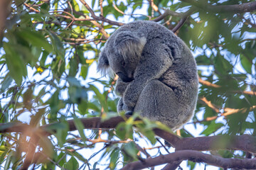 Close-up of a Koala (Phascolarctos cinereus) sleeping on an eucalyptus tree branch, its head sunk between its arms, green foliage in the background. Koalas are native Australian marsupials.