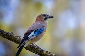 Eurasian Jay sits on a branch perpendicular to the camera lens. Close-up Eurasian Jay in the forest on a sunny summer day with copyspace background.