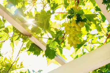 Bunches of ripe green grapes hang on white wooden pergola with bright sun sunshine flare through leaves. Vineyard fruit harvest canopy arbor vineyard nature background