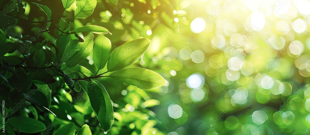 Poster Blurry background formed by lush greenery under sunlight in a bokeh effect offering a copy space image