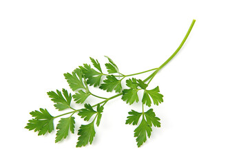 Fresh parsley leaves on white background