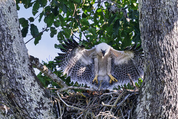4 month old Harpy eagle chick, Harpia harpyja, testing its wings in the nest, Alta Floresta, Amazon, Brazil