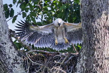 4 month old Harpy eagle chick, Harpia harpyja, testing its wings in the nest, Alta Floresta, Amazon, Brazil