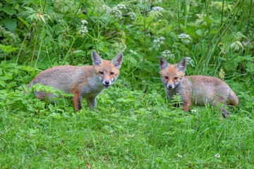 Renardeaux roux (Vulpes vulpes), Neuchâtel, Suisse.